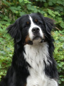 Unsere Schulhunde