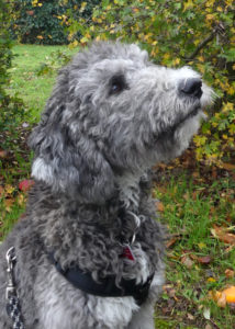Unsere Schulhunde